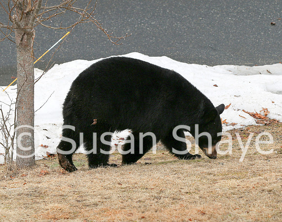 Black Bear Central Massachusetts