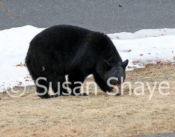 Black Bear Central Massachusetts