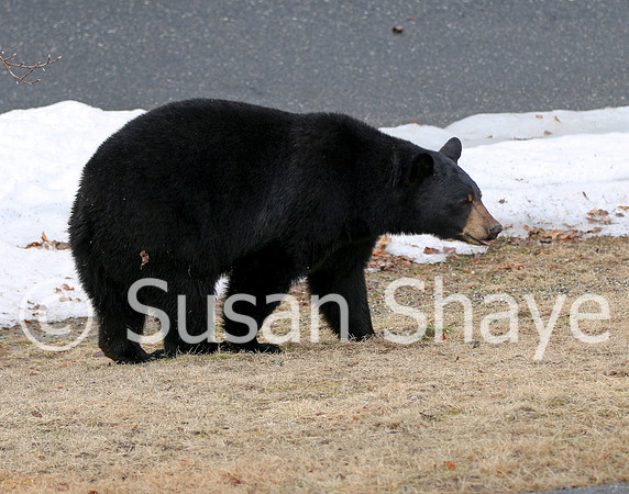 Black Bear Central Massachusetts
