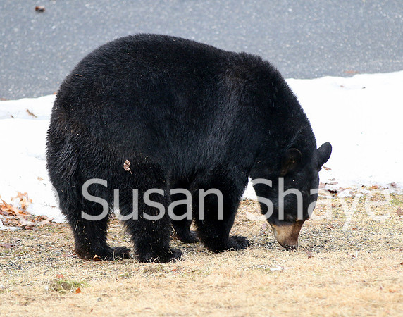 Black Bear Central Massachusetts
