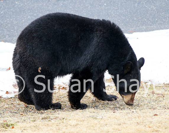 Black Bear Central Massachusetts