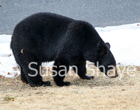 Black Bear Central Massachusetts