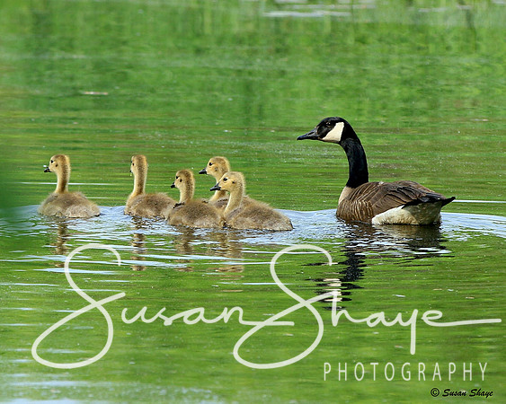 Goose & Goslings