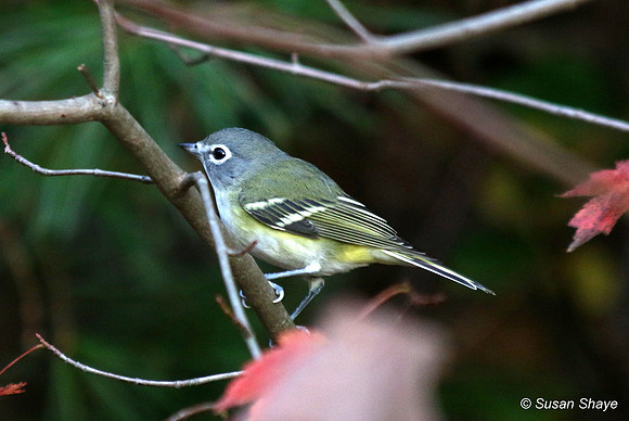 Blue-headed Vireo