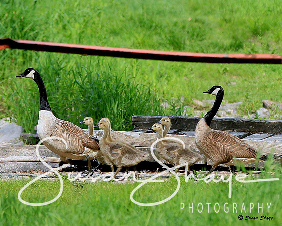 Goose, Gander & Goslings