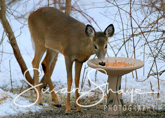 Deer at feeder