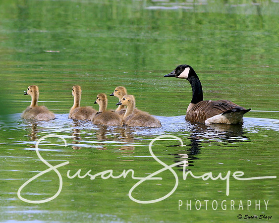 Goose & Goslings