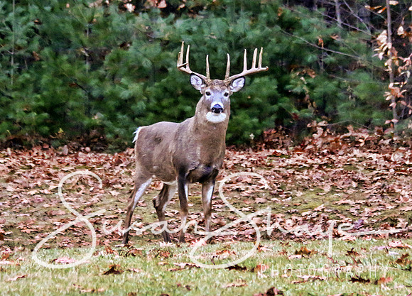 10pointer