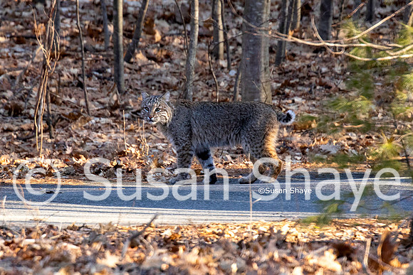 SShayeBobcat_03052020