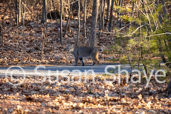 SShayeBobcat_03052020_2