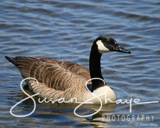 Goose who lives at Gate 17 at Wachusett Reservoir