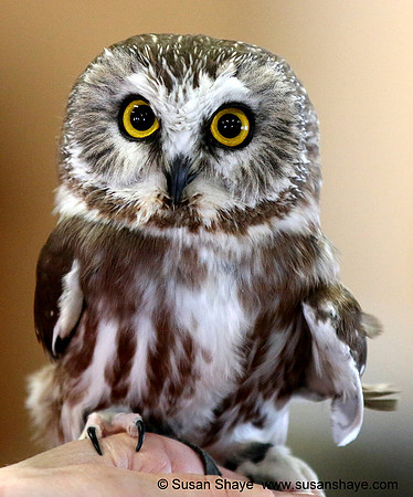 Saw-whet Owl