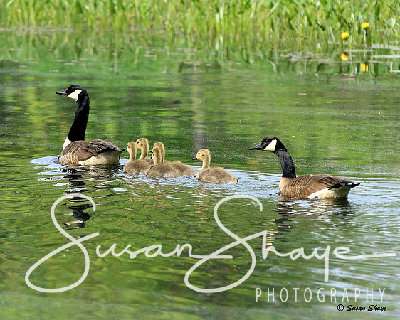 Goose, Gander & Goslings