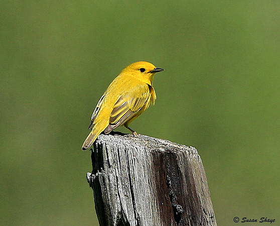 Yellow Warbler