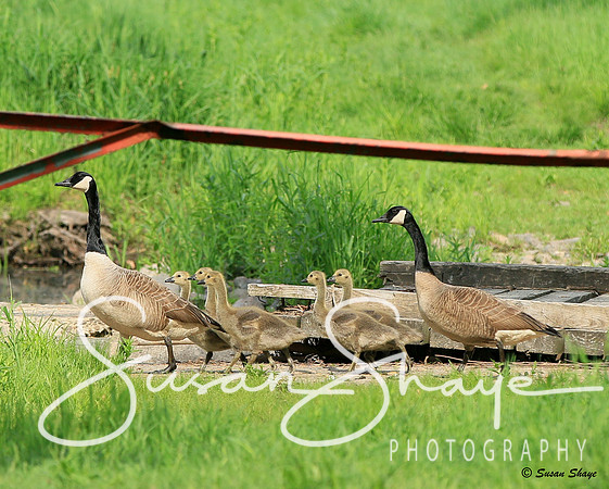 Goose, Gander & Goslings