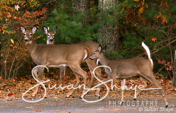 A family of deer