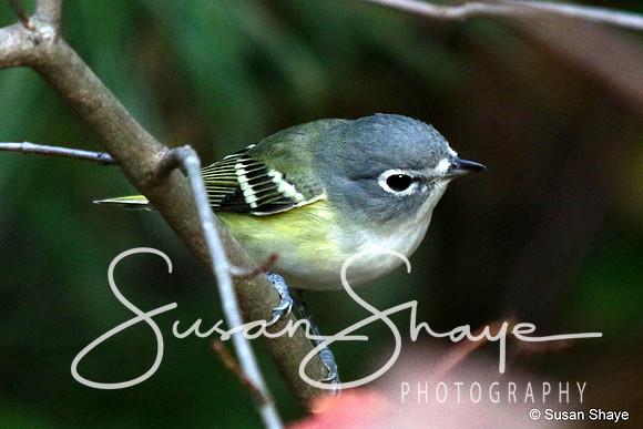 Blue-headed Vireo