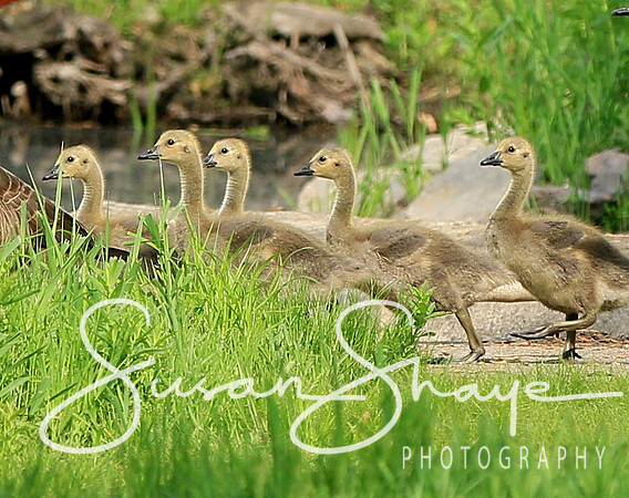 Five Goslings