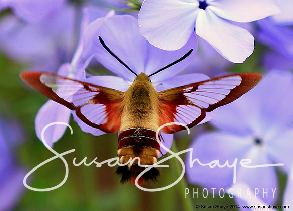 Hummingbird Clearwing Moth