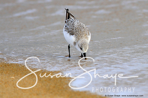Sanderling