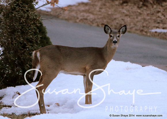 Doe visitng the feeders for food