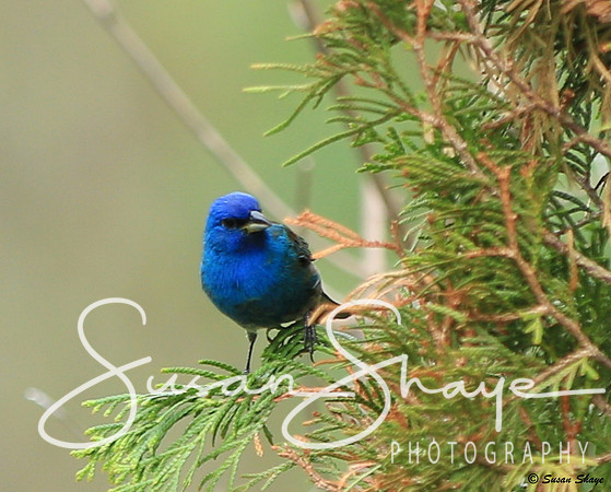 Indigo Bunting