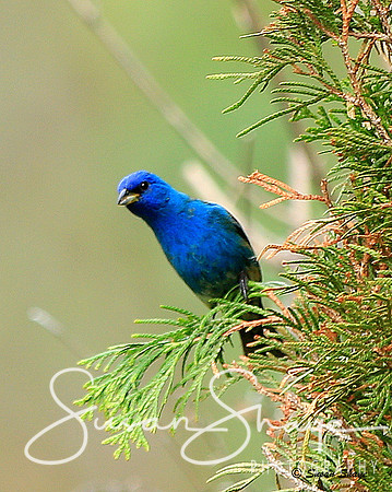 Indigo Bunting