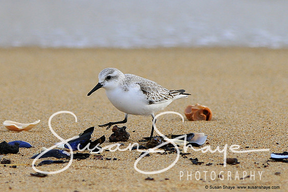Sanderling