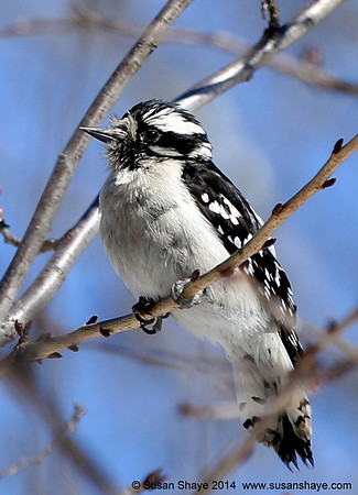 Female Hairy Woodpecker