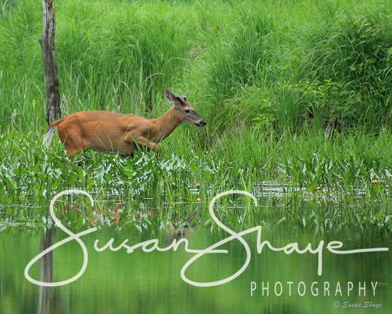 White-tailed Deer at Bolton Flats