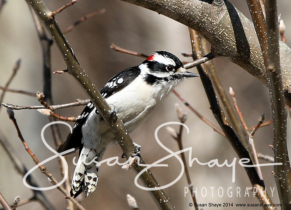 Male Hairy Woodpecker