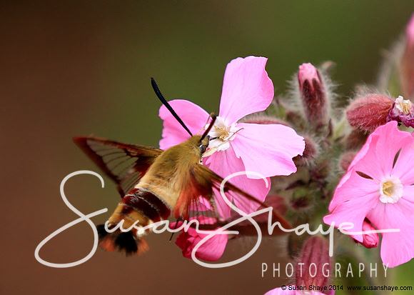 Hummingbird Clearwing Moth