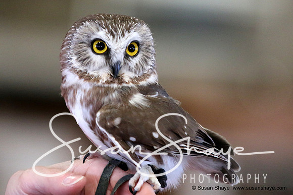 Saw-whet Owl
