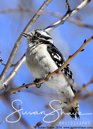 Female Hairy Woodpecker