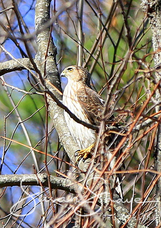 Broad-winged Hawk