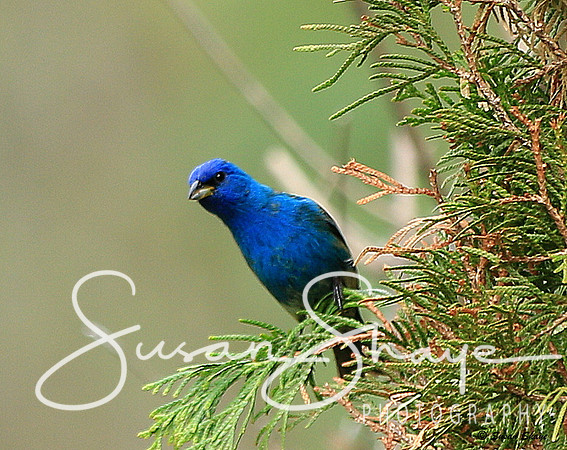 Indigo Bunting