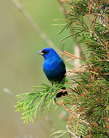 Indigo Bunting
