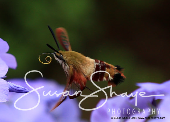 Hummingbird Clearwing Moth
