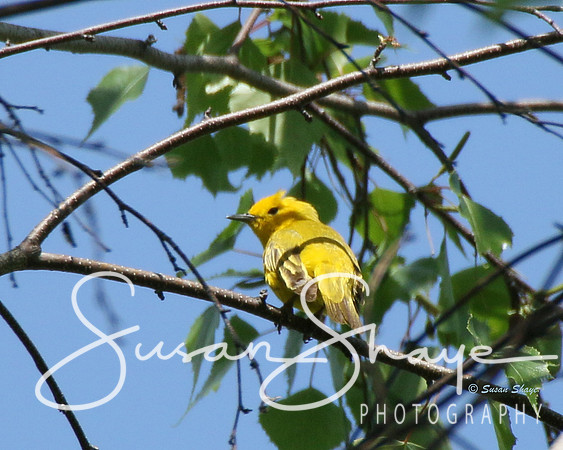 Yellow Warbler at Bolton Flats