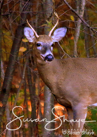 Young buck portrait