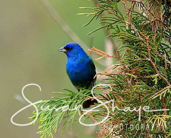 Indigo Bunting