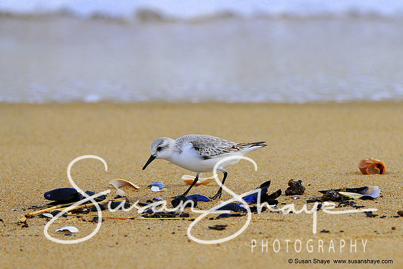 Sanderling