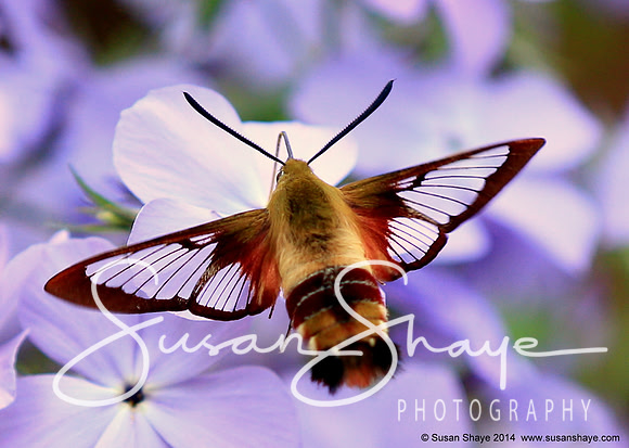 Hummingbird Clearwing Moth