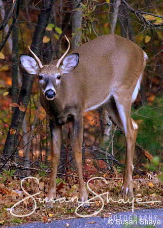 A young buck